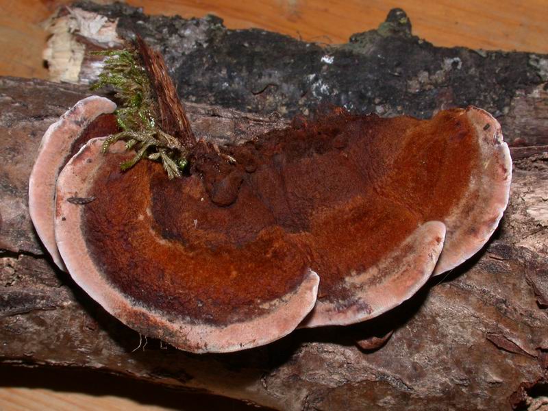 Avete voglia di funghi di oggi....guardate questo post.